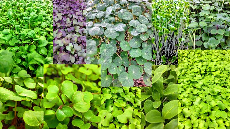 microgreen variety collage